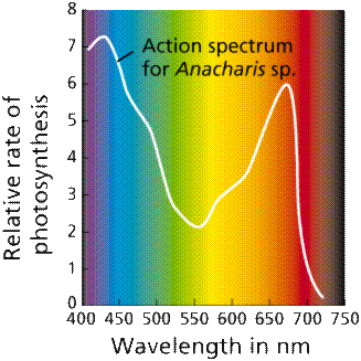 action spectrum of elodea 