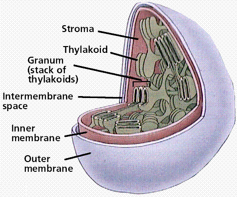 Structure of a chloroplast.