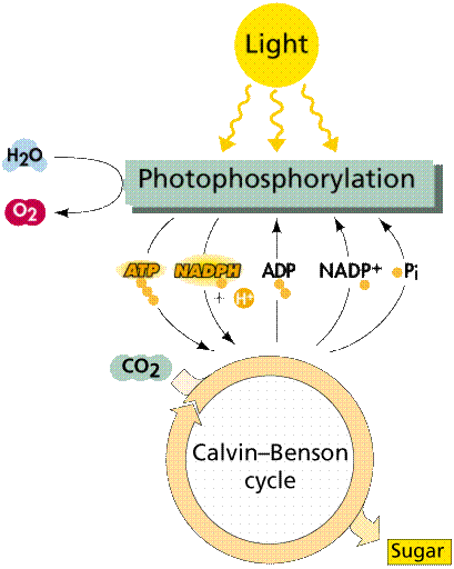 Overview of the two steps in the photosynthesis process.