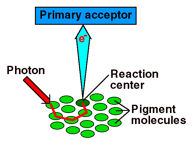 Action of a photosystem.