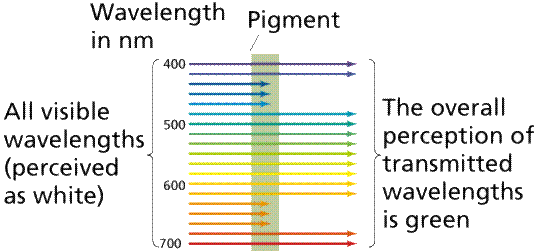 Absorption and transmission of different wavelengths of light by a hypothetical pigment.