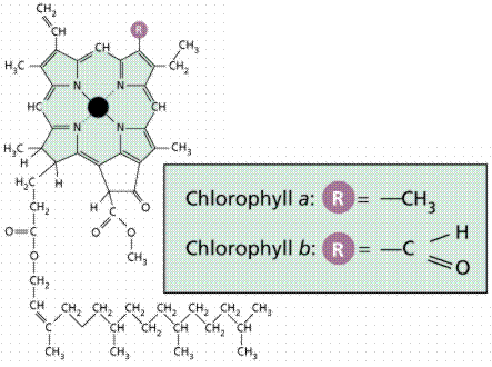 The molecular structure of chlorophylls. 