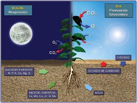 La fotosíntesis está condicionada por cinco principales factores