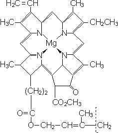 Фотосинтез формула